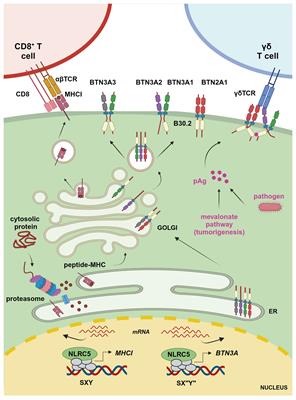 A Ménage à trois: NLRC5, immunity, and metabolism